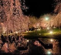 花見　真鶴　しだれ桜　荒井城址公園