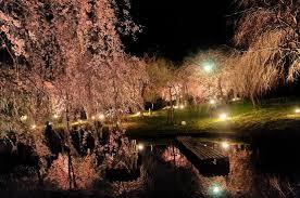 花見　真鶴　しだれ桜　荒井城址公園